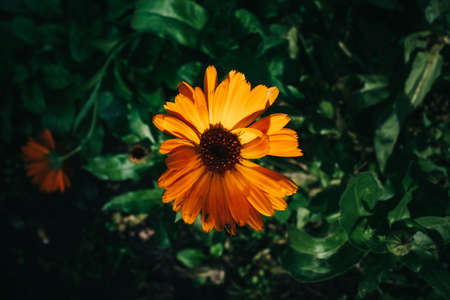 Close up of orange daisy flower over blurred green background of leaves