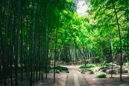 Path among bamboo forest on Tiger Hill (Huqiu) in Suzhou, Jiangsu, China
