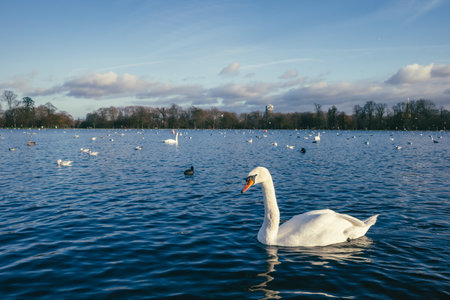 Birds in water and landscape of Hyde Park in London, UKの写真素材