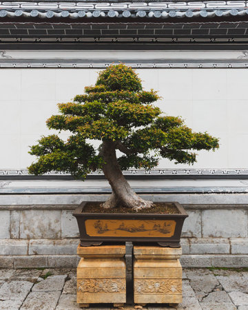 Plant decoration in front of white wall in traditional Chinese garden, in old town of Lijiang,...