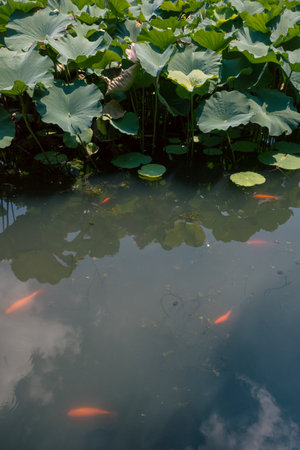 Fish in pond with lotus leaves at Lion Grove Garden (Shizilin) in Suzhou, Chinaの写真素材