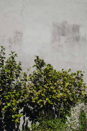 Green plant in front of white wall at Humble Administrator's Garden (Zhuozhengyuan) Suzhou, Chinaの写真素材