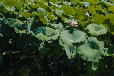 Lotus flower and leaves in pond at Humble Administrator's Garden (Zhuozhengyuan) Suzhou, Chinaの写真素材