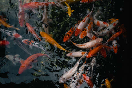 Carp fish in pond at Hanshan Temple (Hanshansi), in Suzhou, Chinaの写真素材