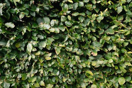 Background texture of green leaves