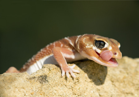 Knob-tailed Geckoの写真素材