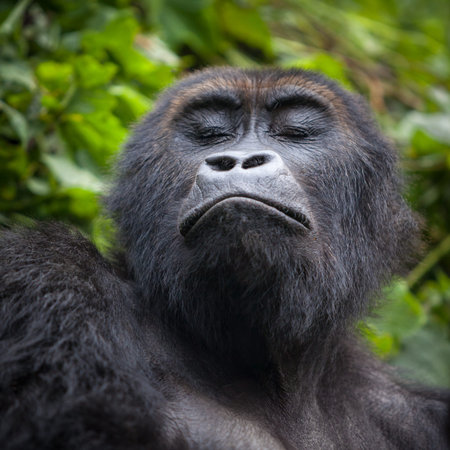 Gorilla in wilderness Democratic Republic of Congo