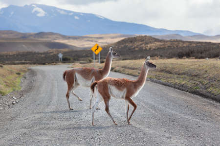 Guanaco on the road Torres del Paine national park.の写真素材