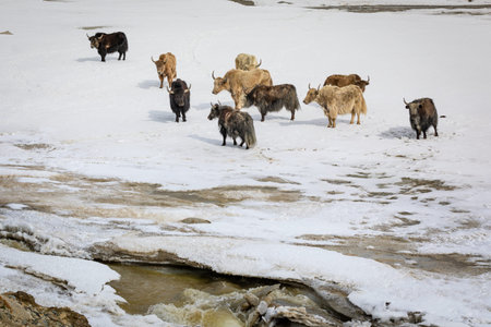 Group of Yaks on snowy valley