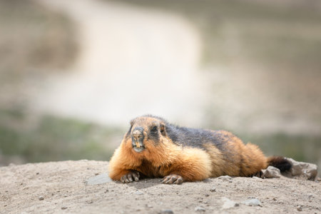 Marmot portrait in deosai plains