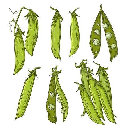 Isolated pea illustration. Vegetable engraving art.のイラスト素材