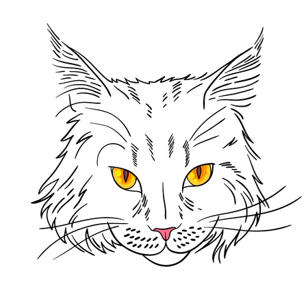 Maine coon cat portrait. Hand drawn vector illustration.のイラスト素材