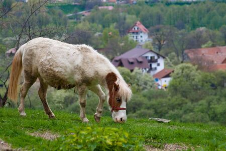 Mud covered gray gelding standing in a pasture eatingの写真素材