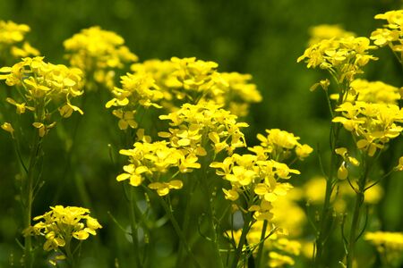 Group of yellow flowers (aslyssum) in a spring gardenの写真素材