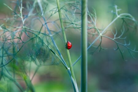 Red Ladybug insect going up on a fresh green dillの写真素材