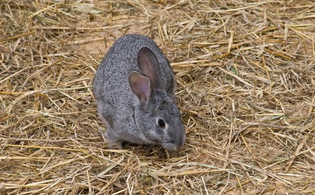Cute and funny single rabbit standing on dry grassの写真素材