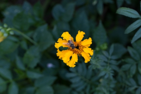 Bee busy at workの写真素材