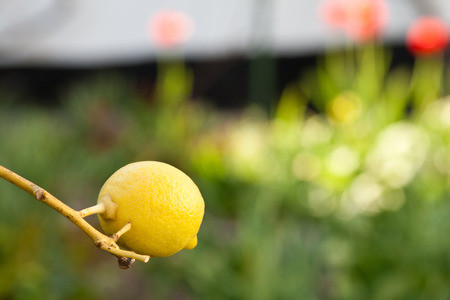 Close-up of a young lime on the tree