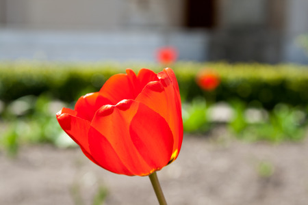 Beautiful red tulip bloom in a garden full with flowersの写真素材