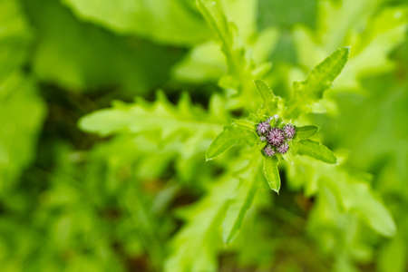 Plant with flower on a sunny dayの写真素材