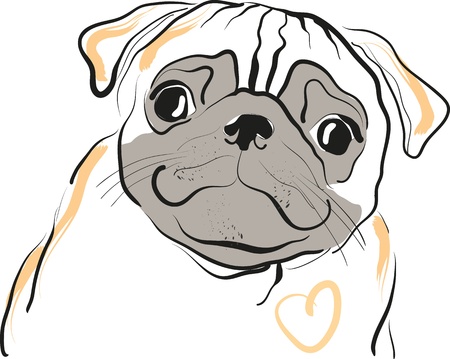cute pug and a good looking straight at youのイラスト素材