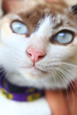 Cat nose on the front of the cat. The pink cat nose close up.の写真素材