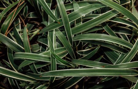 leaves backgroundの写真素材