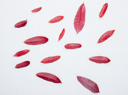 beautiful red leaves on white backgroundの写真素材