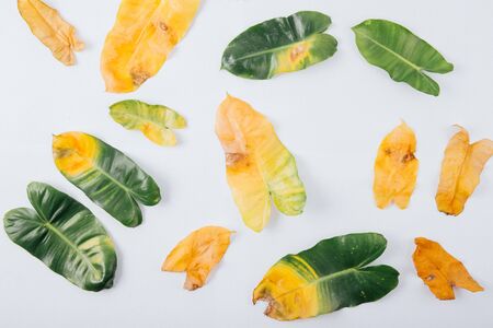 leafs background texture on white backgroundの写真素材