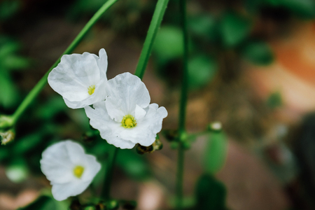 beautiful white flowersの写真素材
