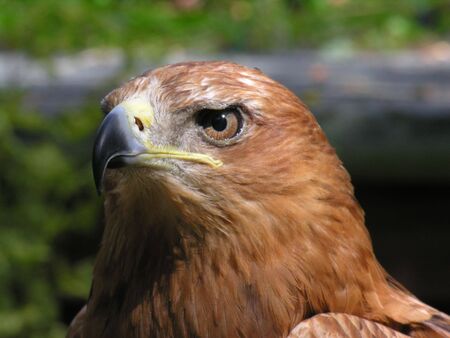 Face of a Harris Hawk