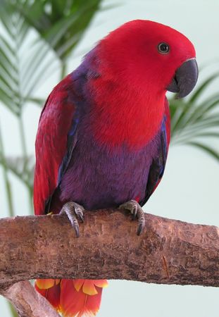 A female eclectus parrotの写真素材