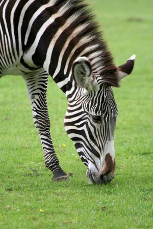 Zebra grazing in a fieldの写真素材