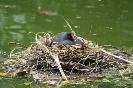 Moorhen on a nestの写真素材