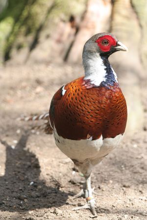 An Elliots Pheasant