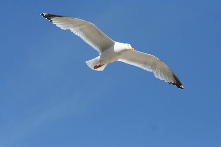 A soaring seagull flying over head