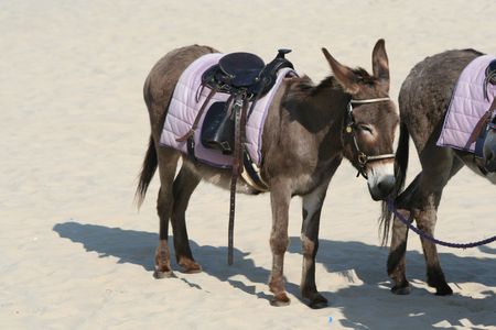 Donkey on the beach in Weymouthの写真素材