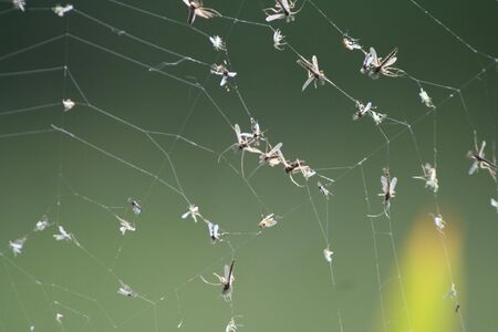 Flies caught in a spiders webの写真素材