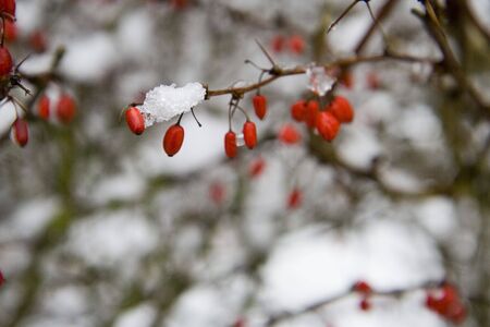 Snow covered branch with red berriesの写真素材