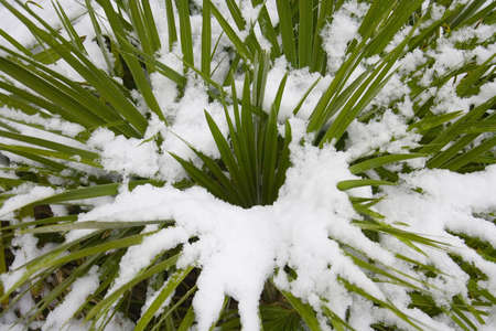 Snow covered plant  with spiky leavesの写真素材