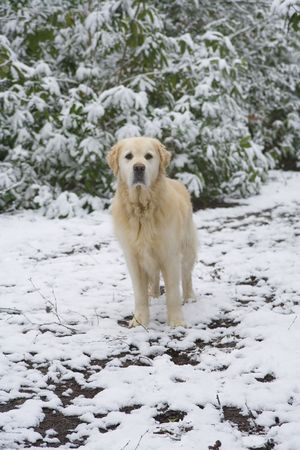 A golden retriever in snow looking at the camera