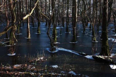 A woodland floor which has turned to ice during the cold winter of 2010 in England.の写真素材