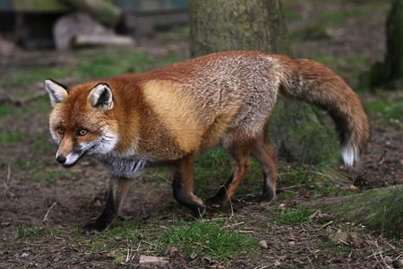 Full body shot of a red fox with a natural looking background.