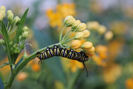 A black, yellow and white caterpillar on a yellow plant. This will grow into a Monarch butterfly.の写真素材
