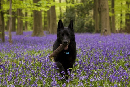 A black german shepherd dog carrying a stick in a bluebell woodの写真素材