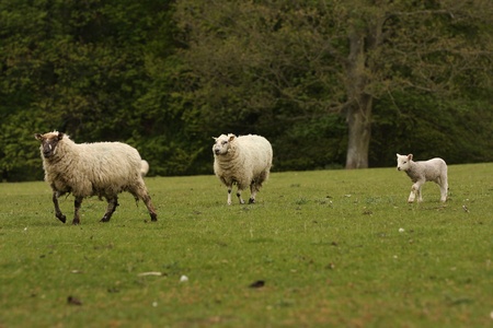 Two sheep ewes and a lamb walking across a fieldの写真素材