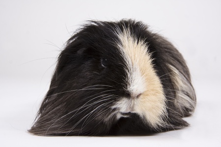 Long haired black and white guinea pig on a white background.の写真素材