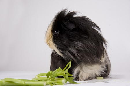 Black and white guinea pig with it's head held up and looking sideways against a white background.の写真素材