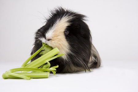 Black and white guinea pig eating celery on a white background.の写真素材
