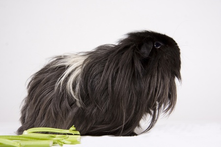 A long haired black, white and grey guinea pig  side profile against a white background with it's head raised looking up.の写真素材